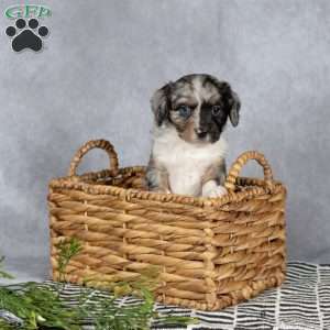 Billy, Cavapoo Puppy